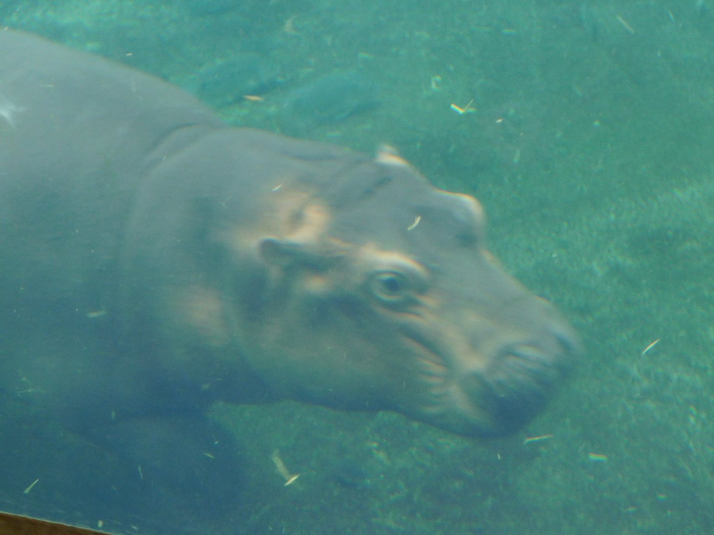 Nile Hippo (Fiona)