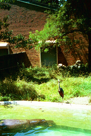 Nile Hippo & Goliath Heron