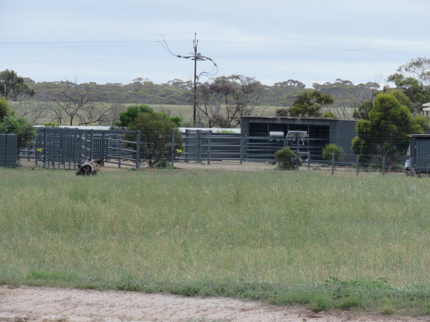 Nile Hippo Holding Area in Wild Africa Area