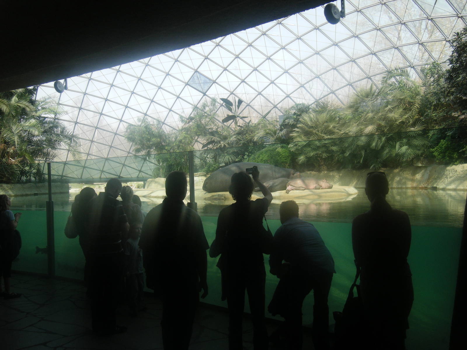 Nile Hippo indoor exhibit