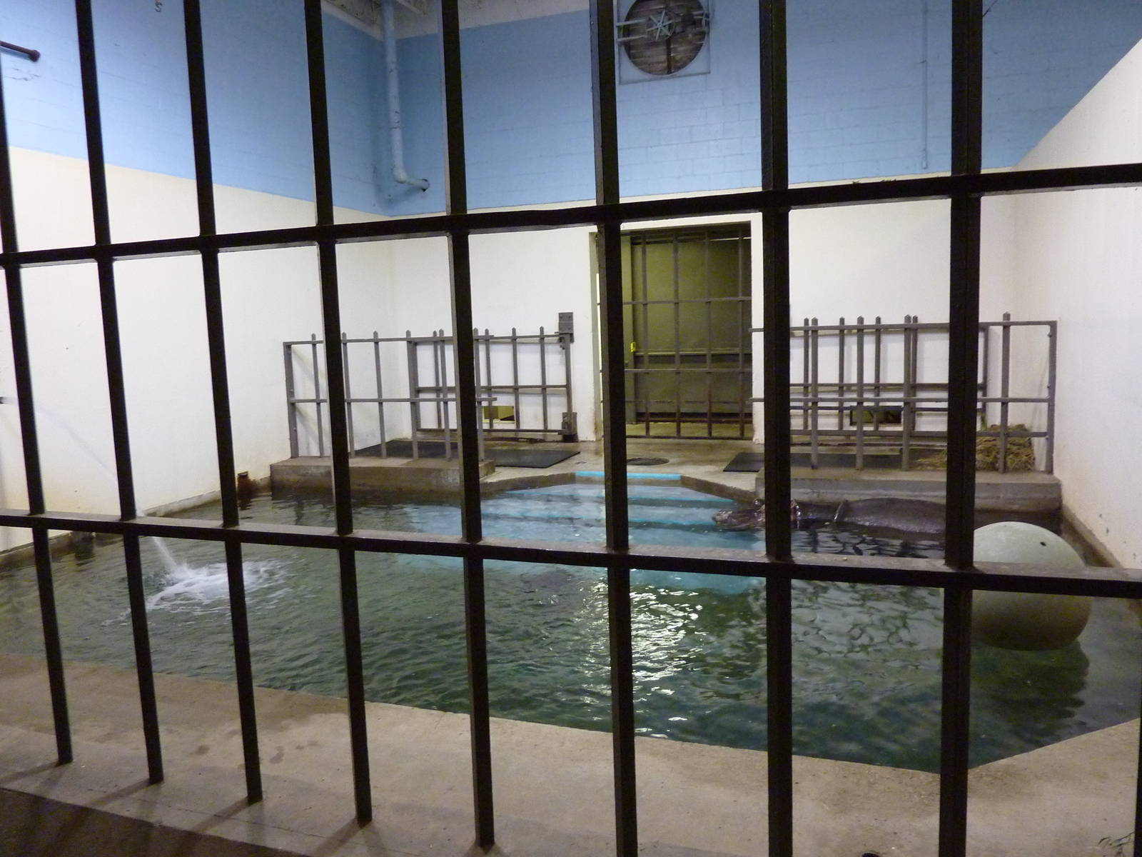 Nile Hippo - Indoor Pool