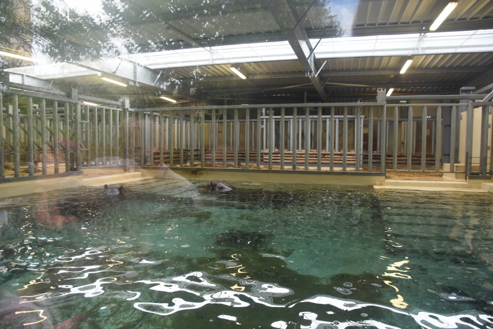 Nile Hippo indoor viewing