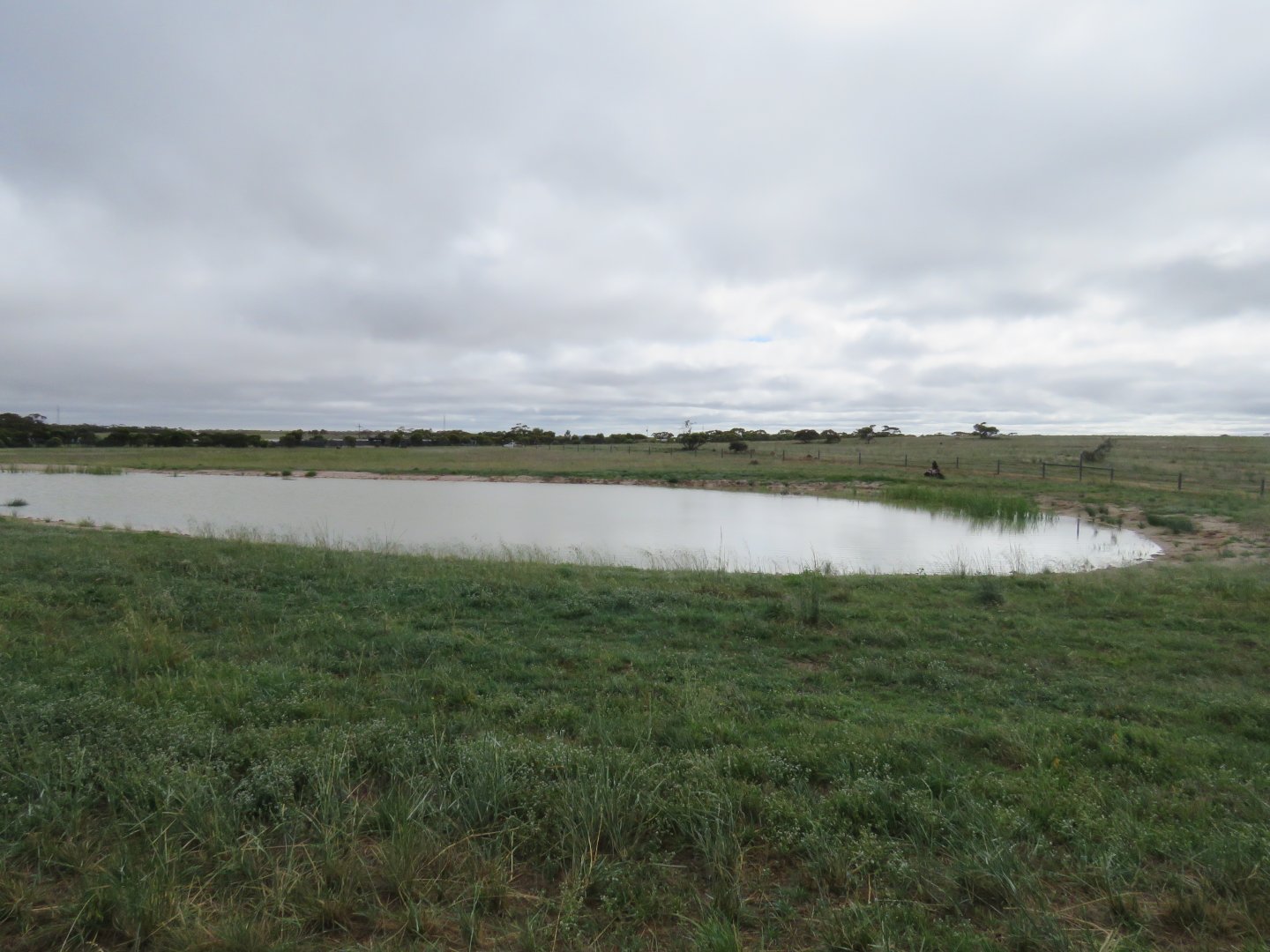 Nile Hippo Lake in Wild Africa Area