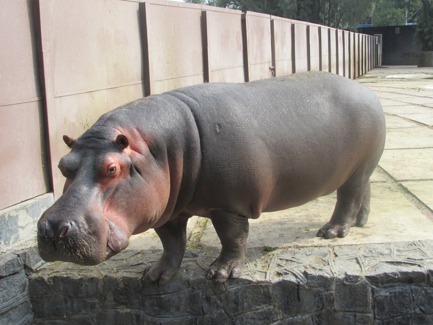 nile hippo male