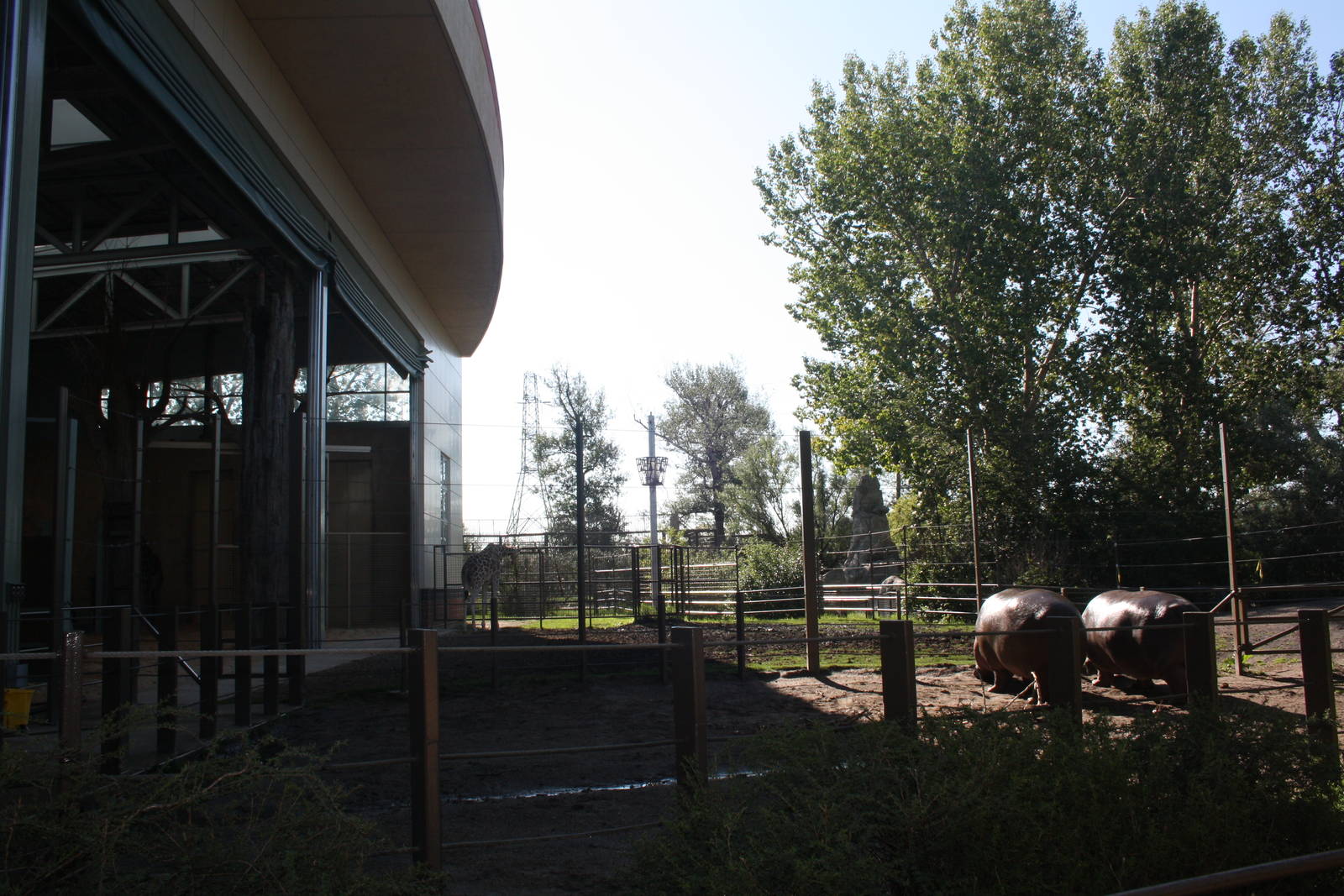 Nile Hippo Outdoor Yard