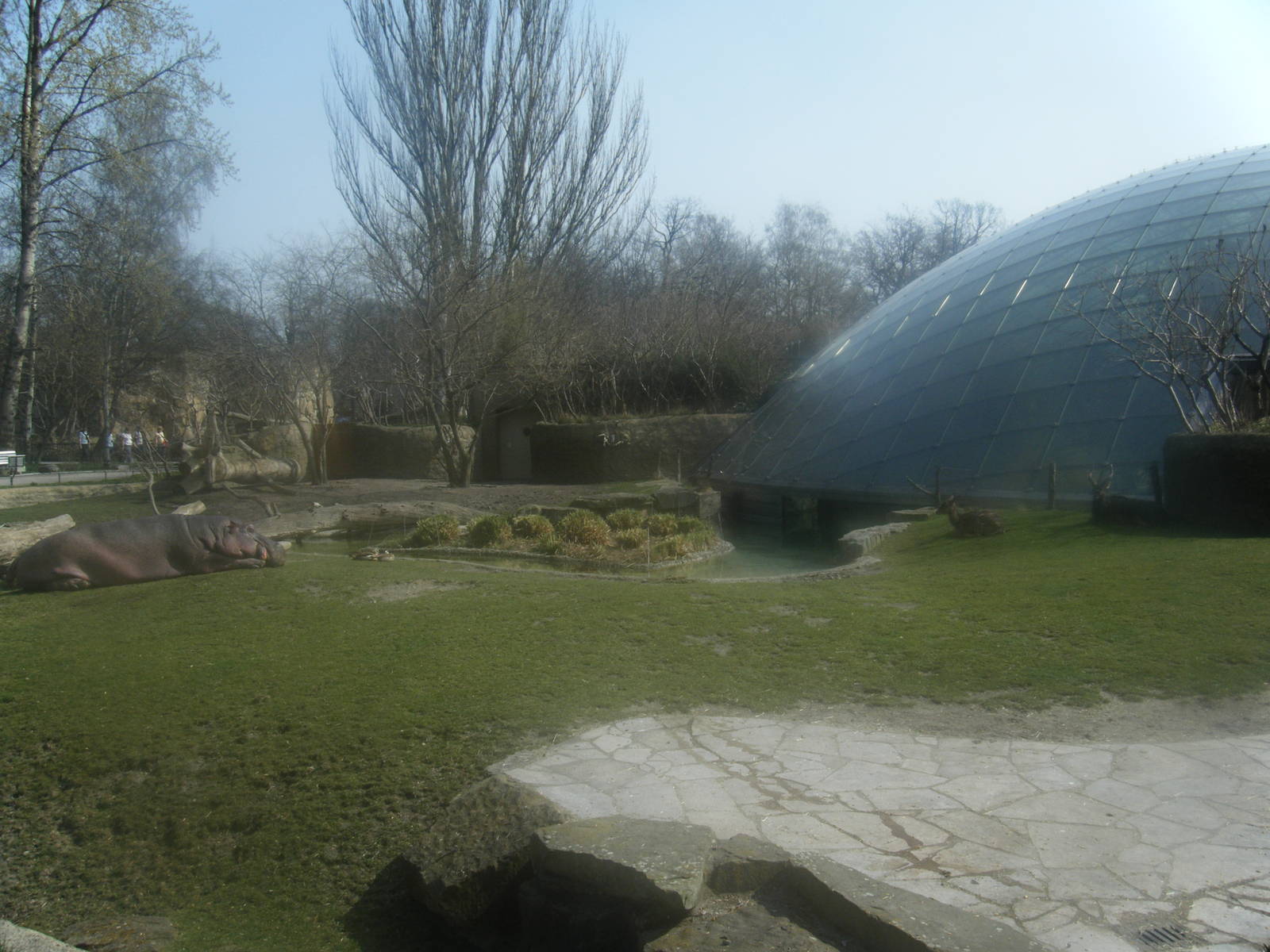 Nile Hippo outdoor yard