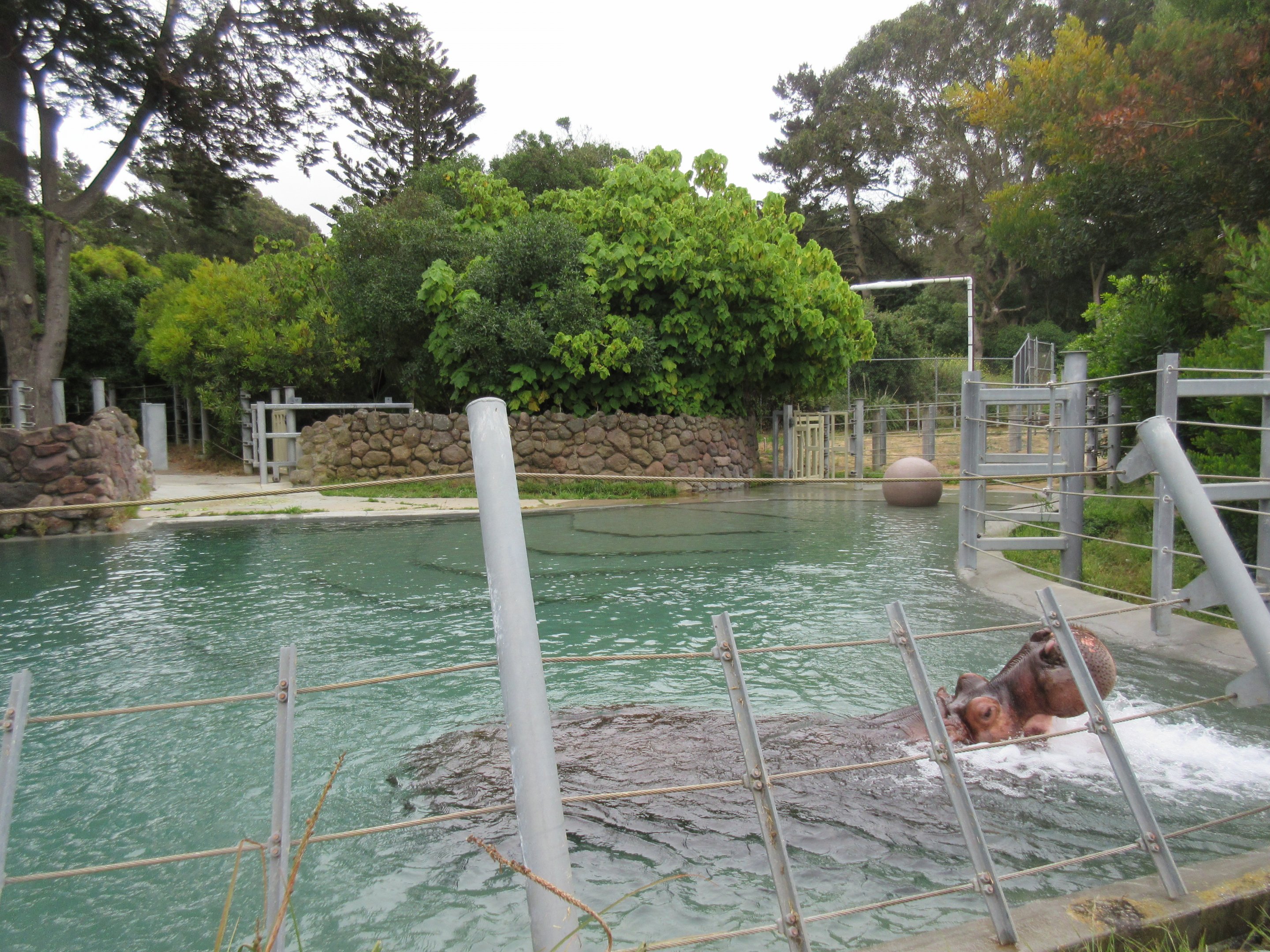 Nile Hippo Pool