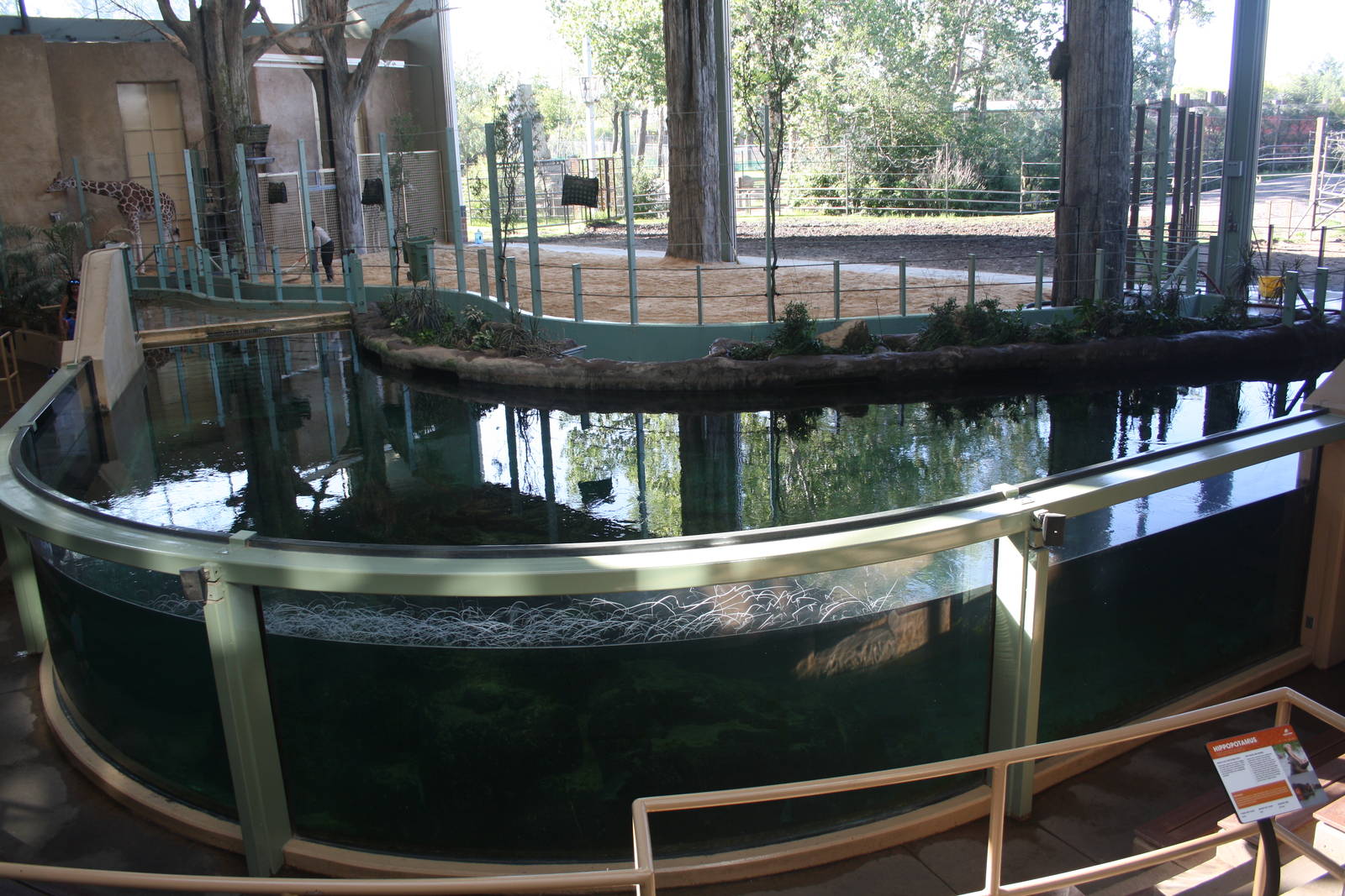 Nile Hippo + Reticulated/Masai Giraffe Exhibits