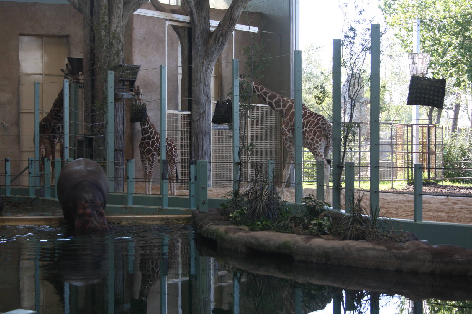 Nile Hippo + Reticulated/Masai Giraffe Exhibits