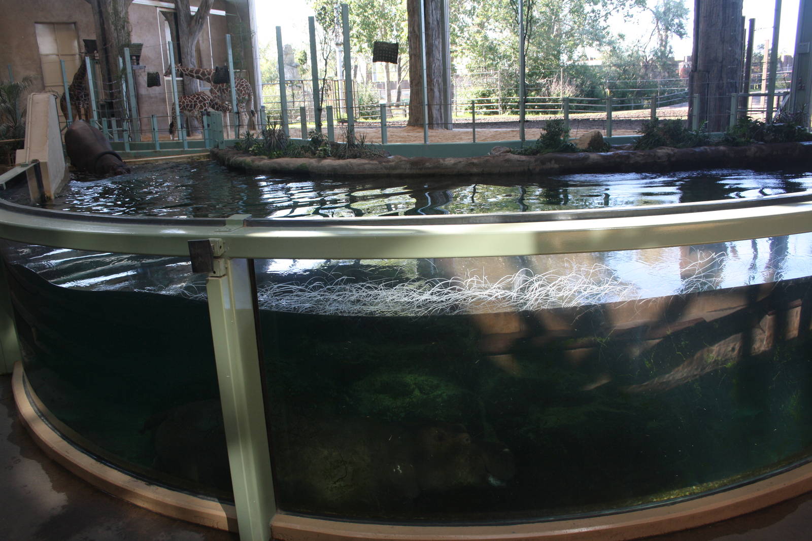 Nile Hippo + Reticulated/Masai Giraffe Exhibits