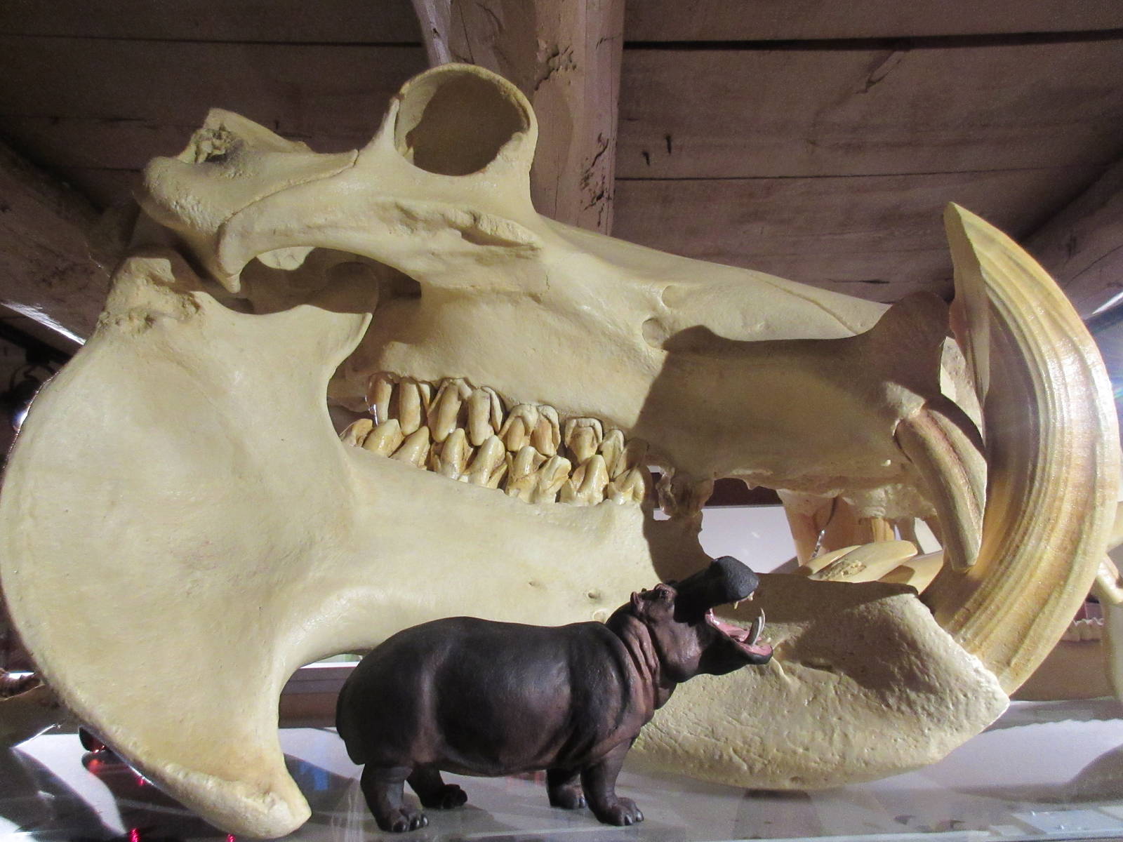 Nile Hippo Skull
