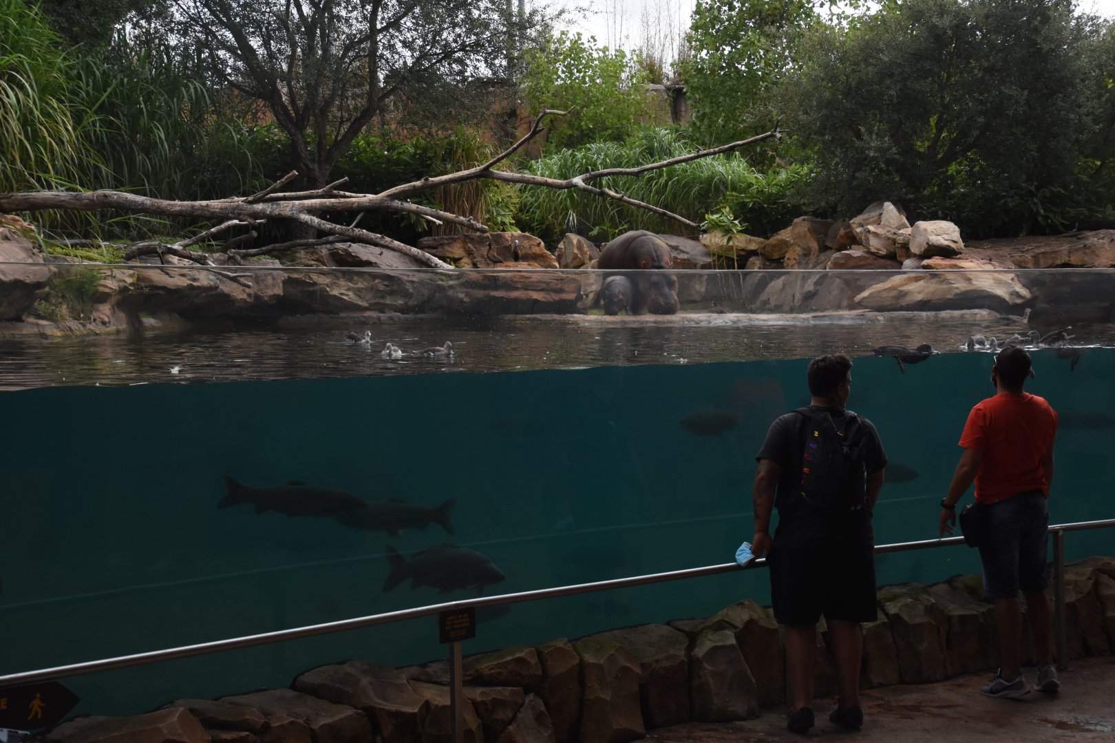 Nile Hippo underwater view