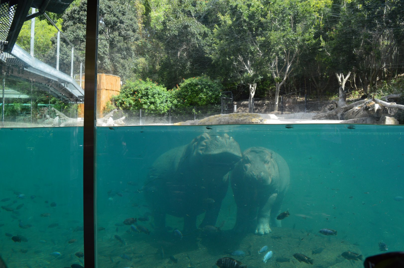 Nile Hippo underwater viewing
