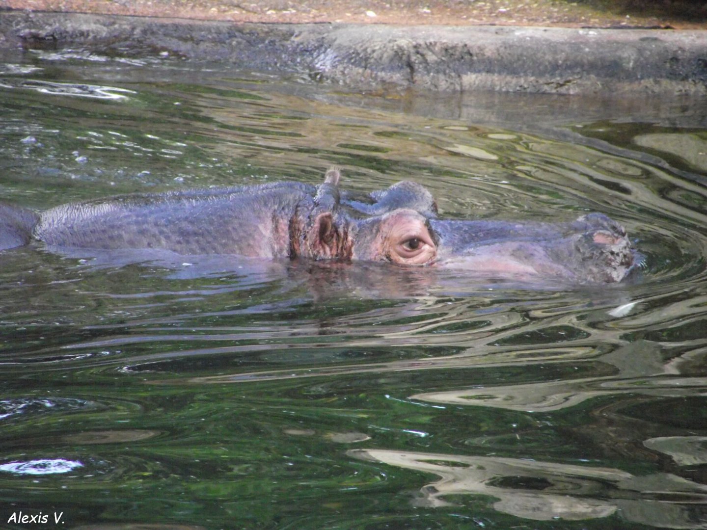 Nile Hippo - Zooparc de Beauval - 13/10/2024
