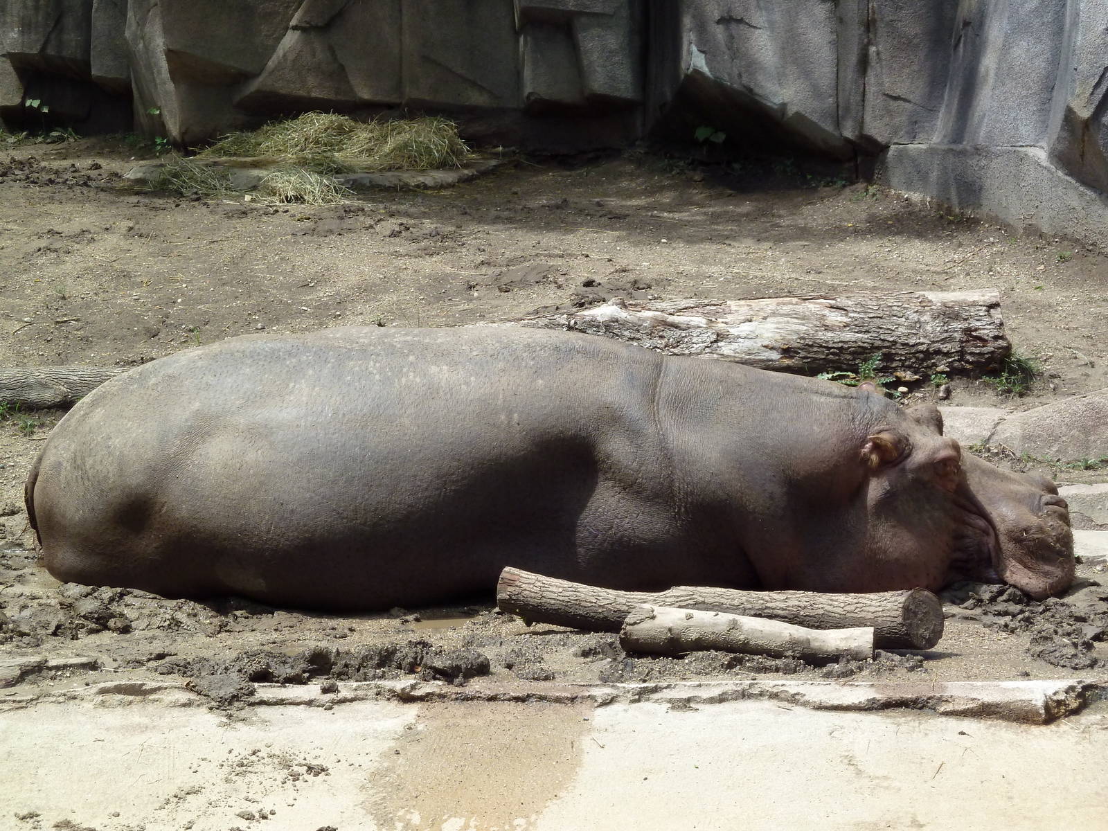 Nile Hippo
