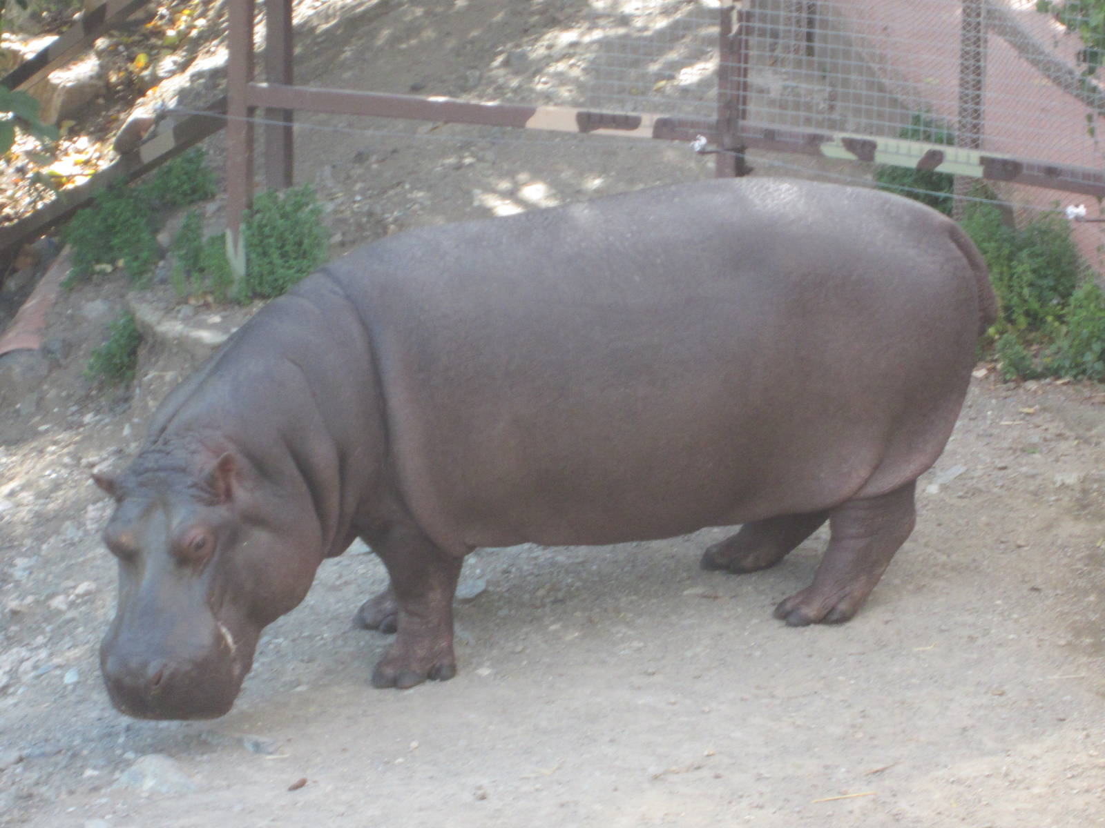 Nile Hippo