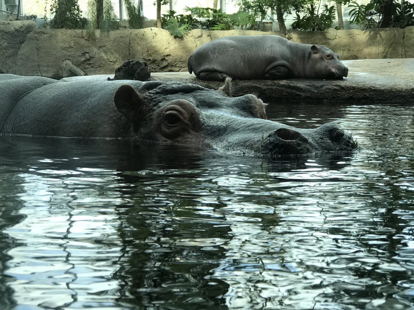 Nile hippo