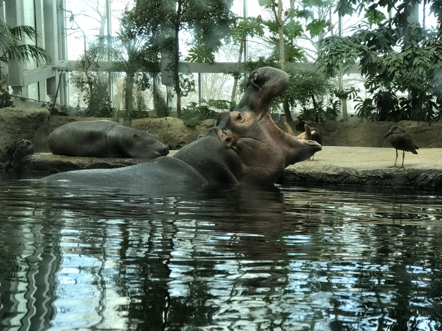 Nile hippo