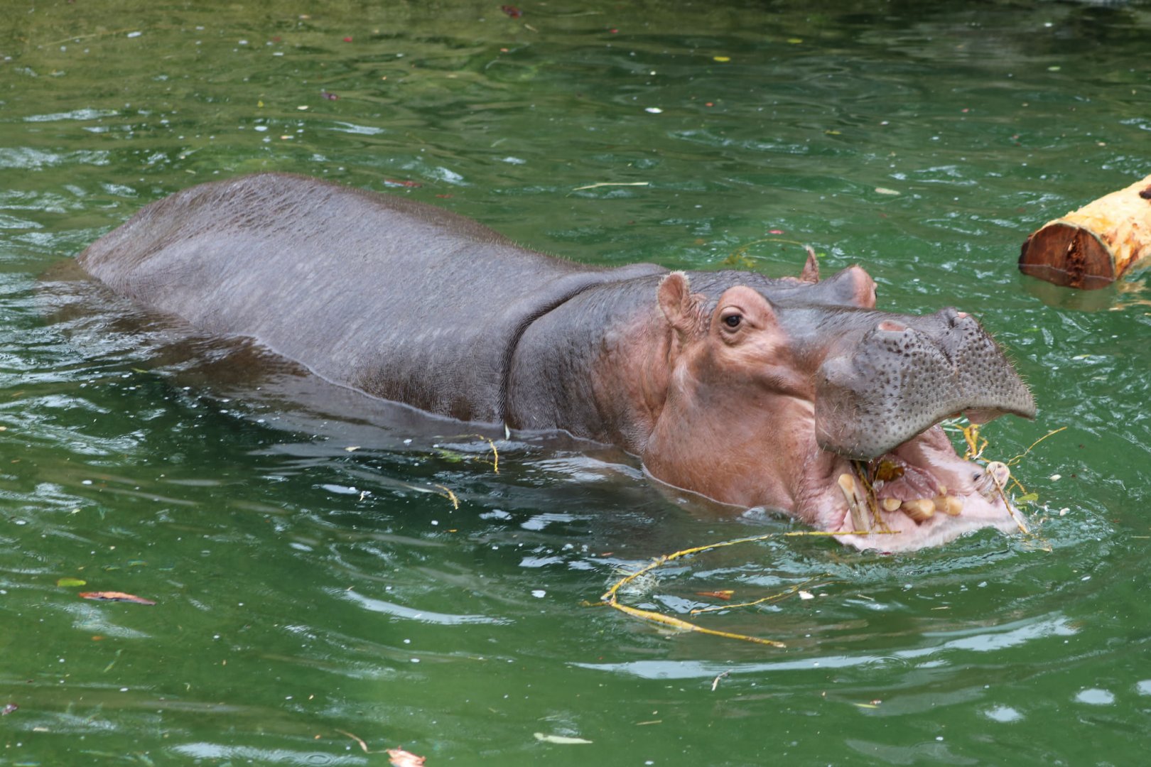 Nile Hippo
