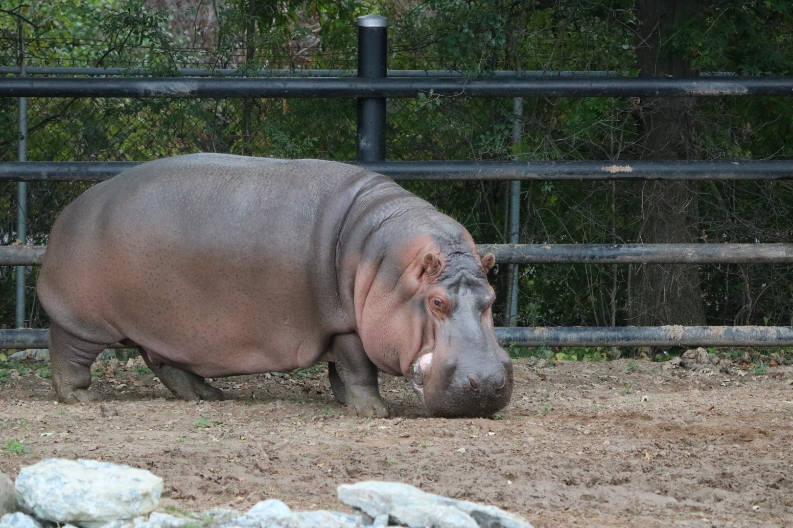 Nile Hippo