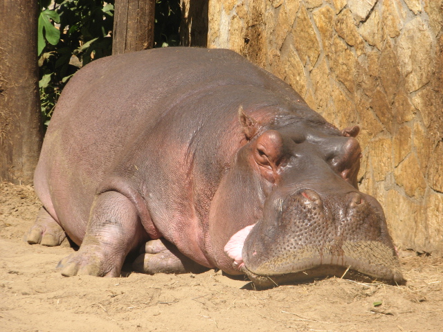 Nile hippo