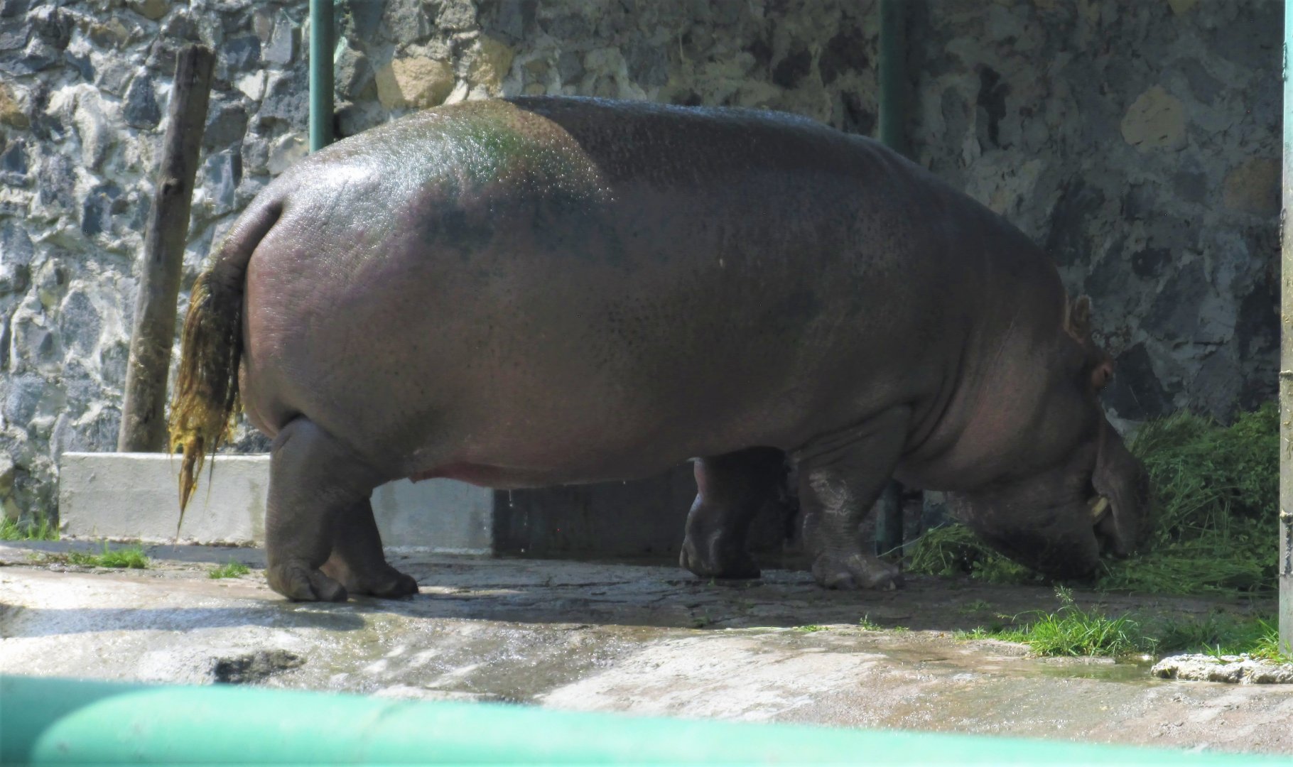 nile hippo