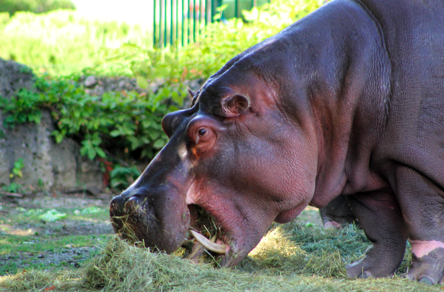 Nile Hippo