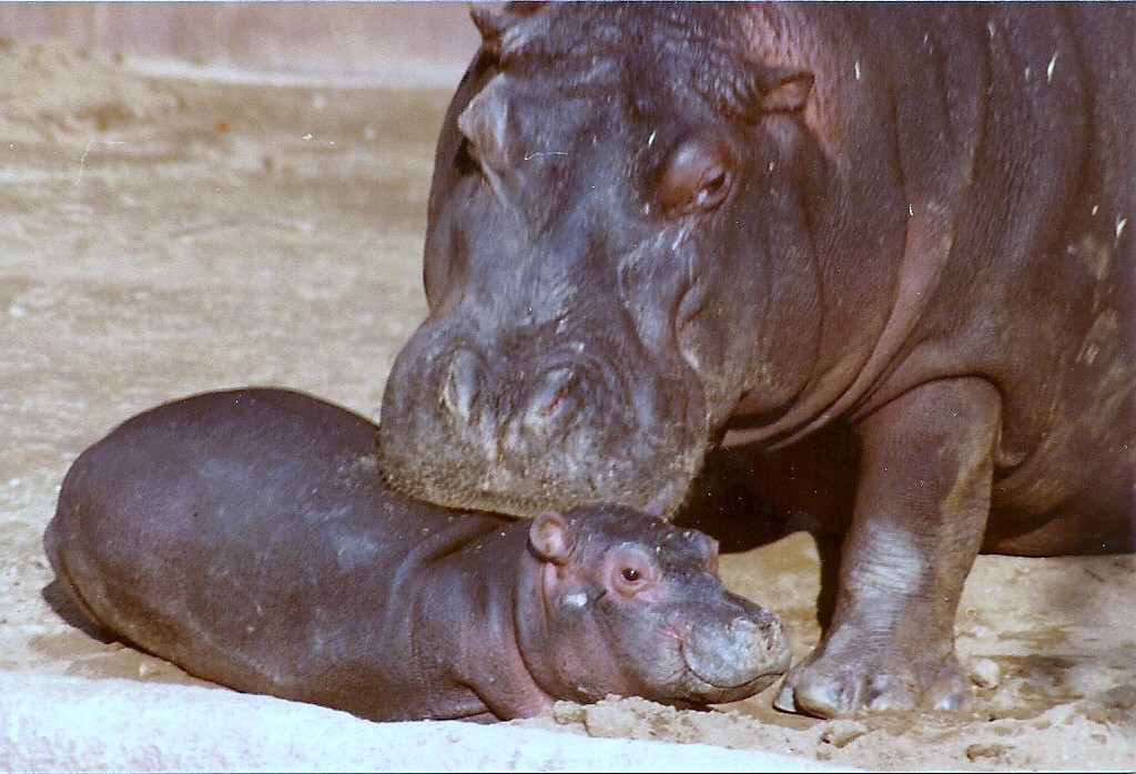 Nile Hippopotamus - 1982