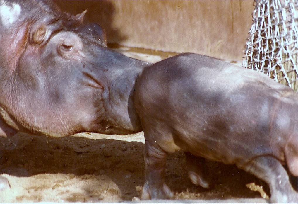 Nile Hippopotamus - 1982
