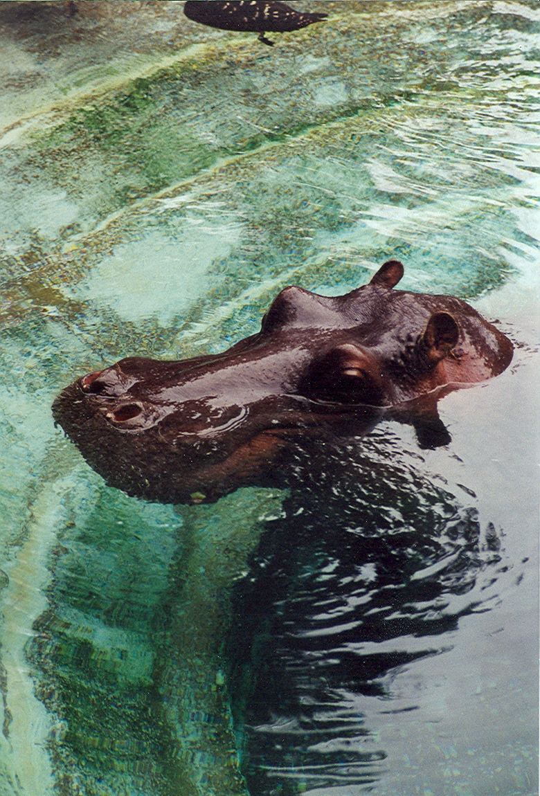 Nile Hippopotamus - 1999