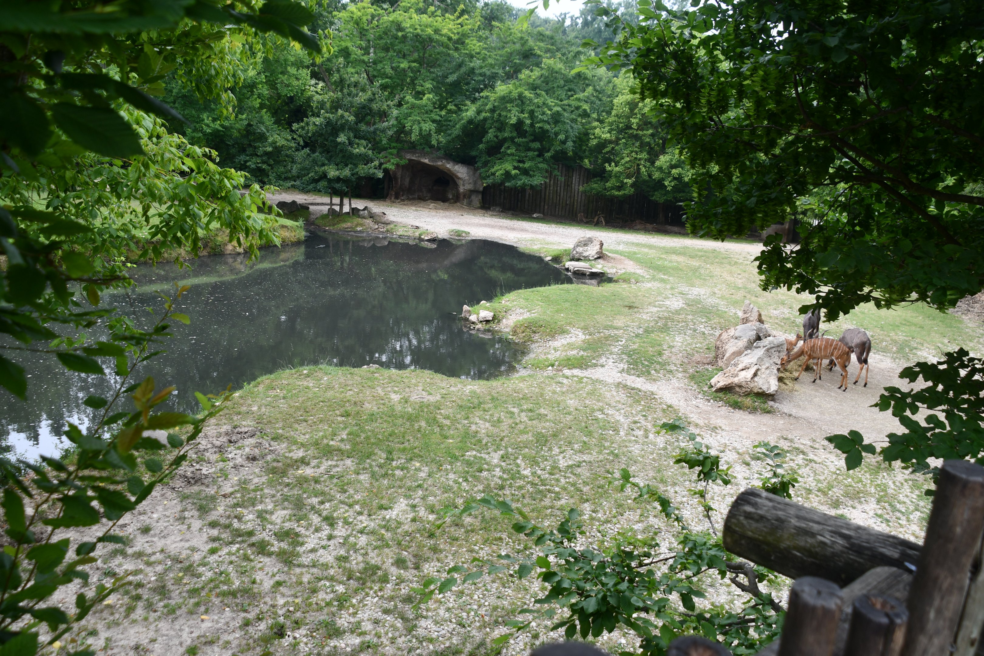 Nile Hippopotamus and Nyala mixed exhibit