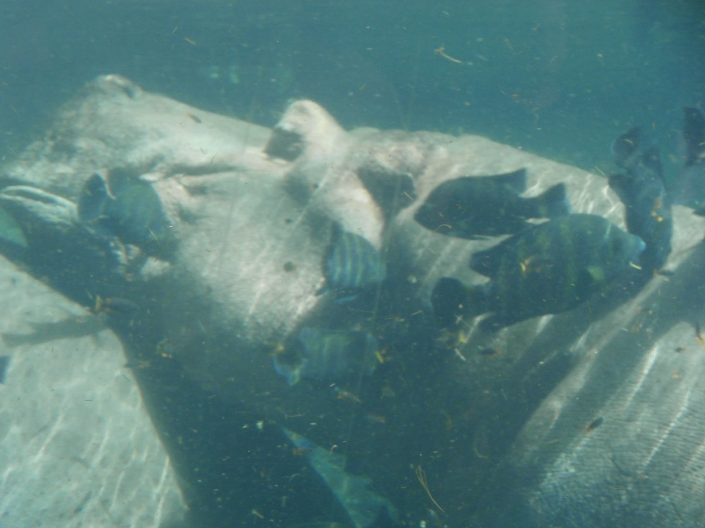 Nile hippopotamus -Bioparc Valencia (Summer 2017)