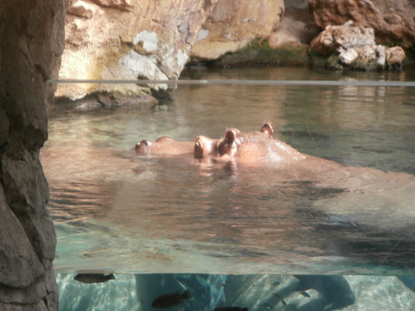 Nile hippopotamus -Bioparc Valencia (Summer 2017)