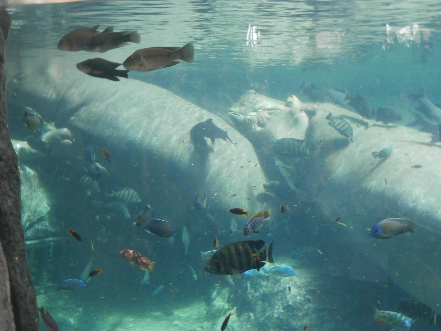 Nile hippopotamus -Bioparc Valencia (Summer 2017)