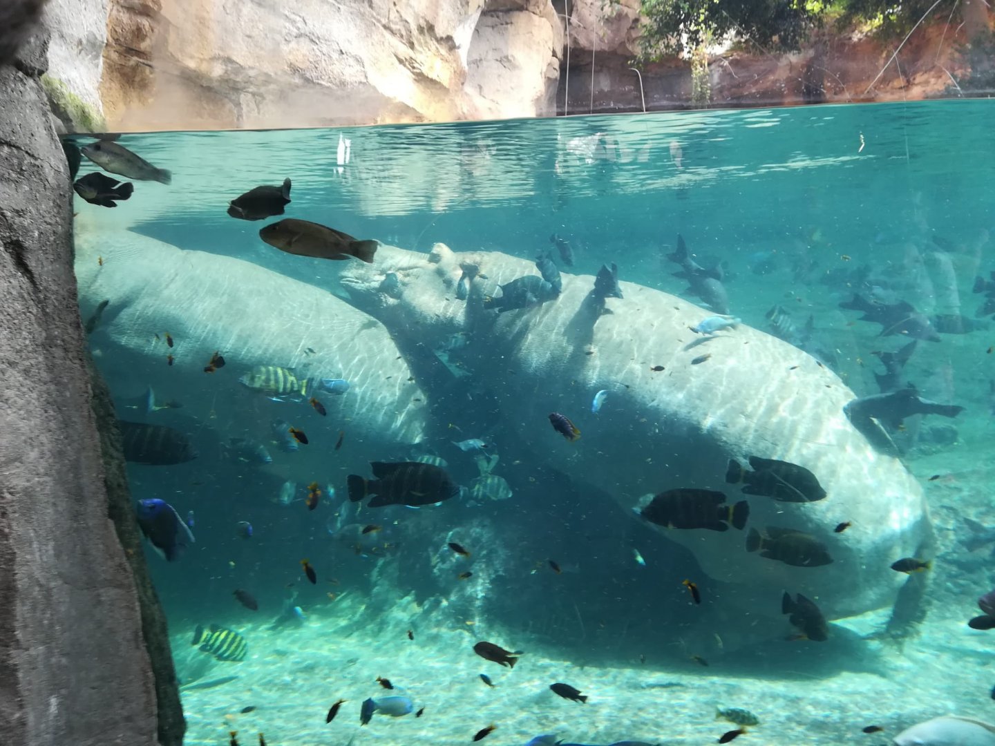 Nile hippopotamus -Bioparc Valencia (Summer 2017)