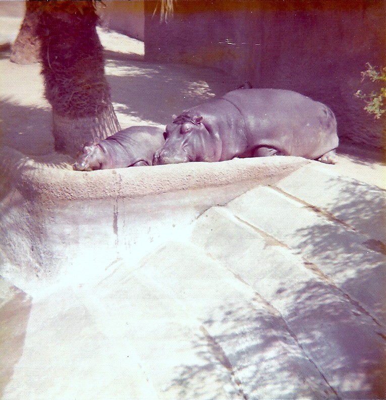 Nile Hippopotamus - Circa 1975