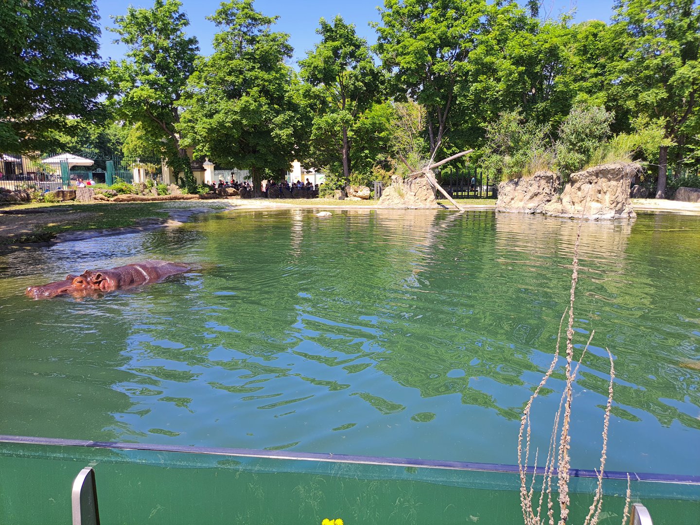 Nile hippopotamus enclosure- Tiergarten Schönbrunn