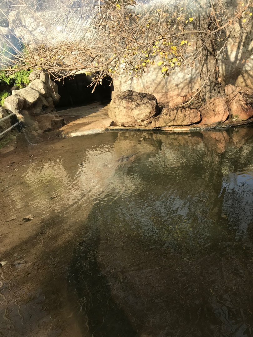 Nile hippopotamus exhibit (pic 1)