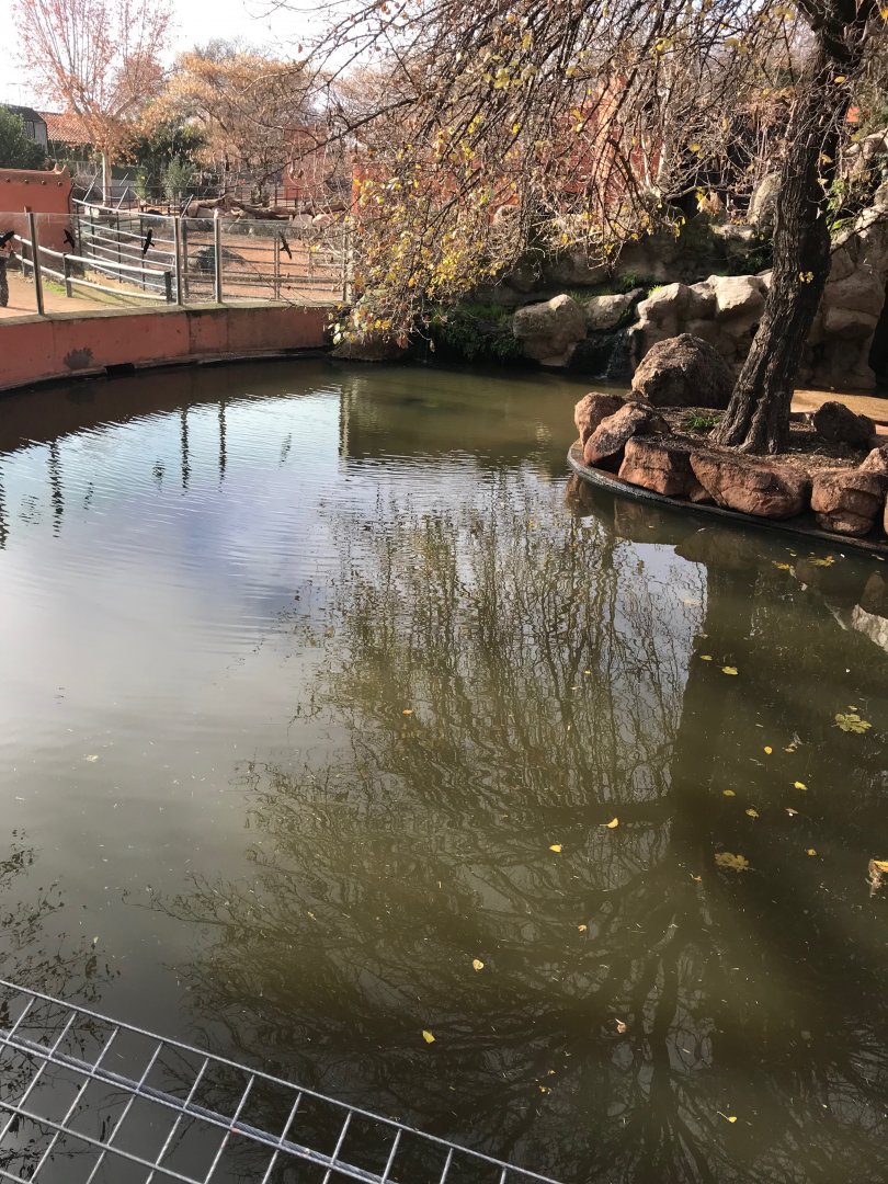 Nile hippopotamus exhibit (pic 2)