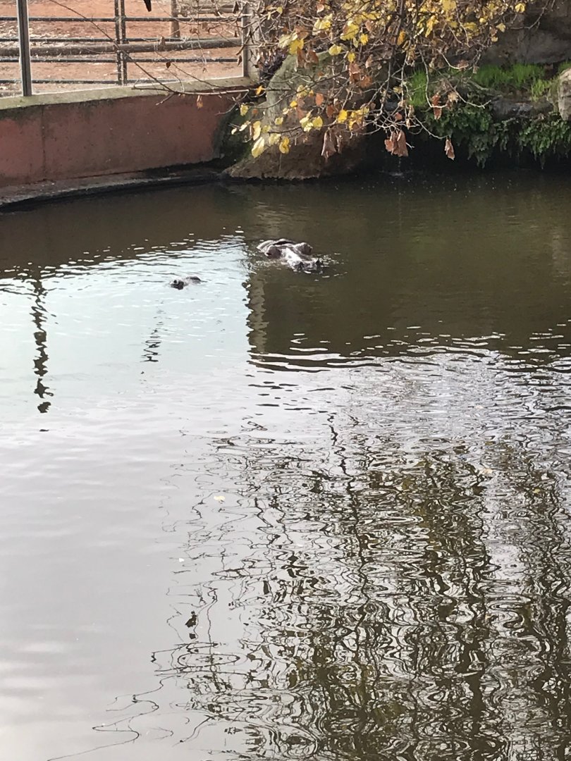 Nile hippopotamus exhibit (pic 3)