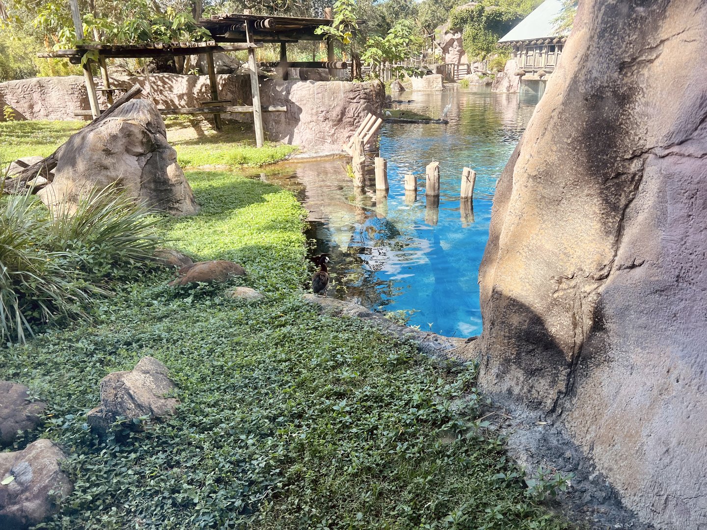 Nile Hippopotamus Exhibit