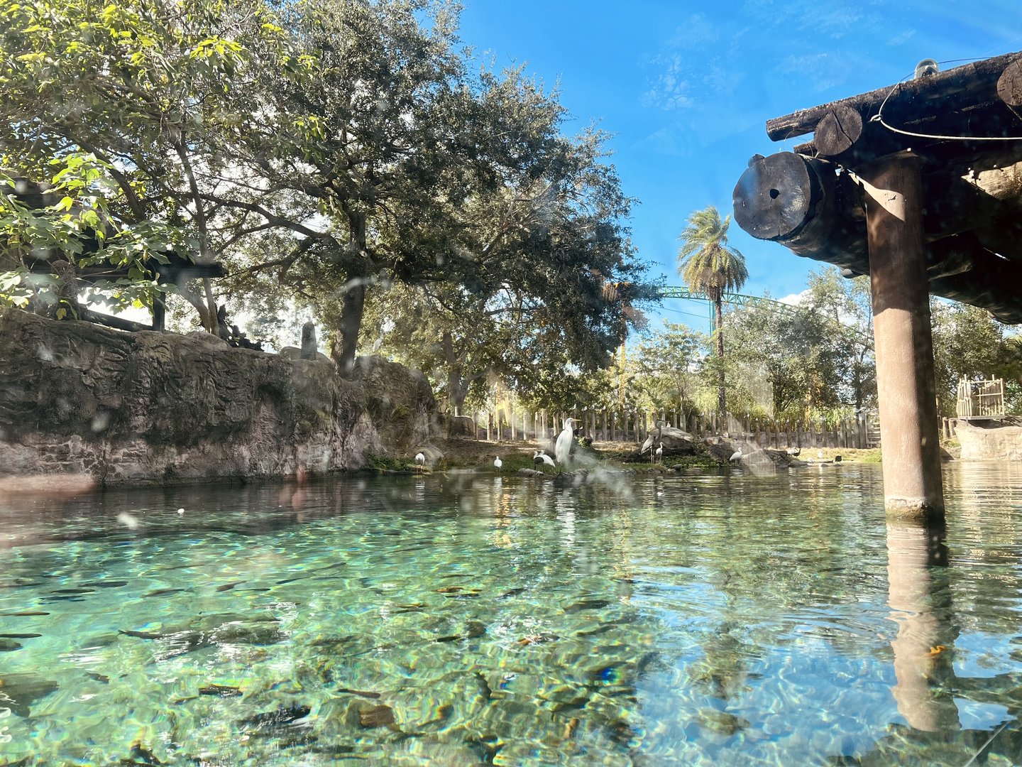 Nile Hippopotamus Exhibit