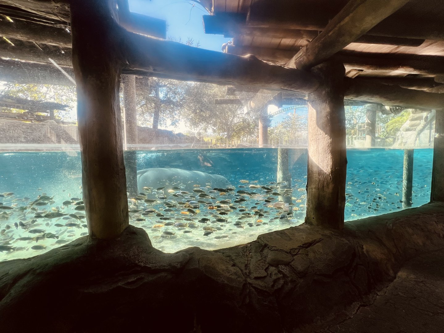 Nile Hippopotamus Exhibit