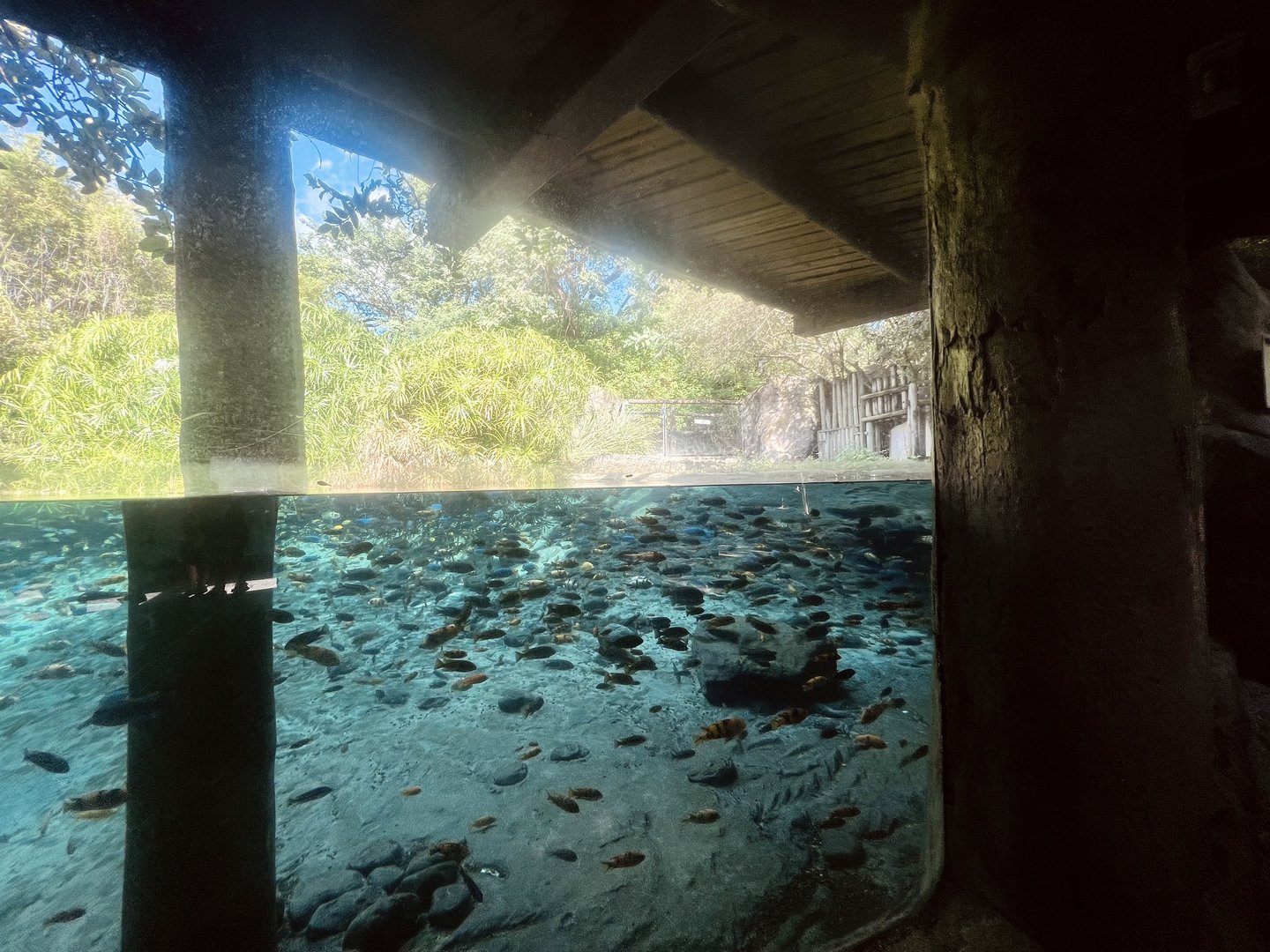Nile Hippopotamus Exhibit