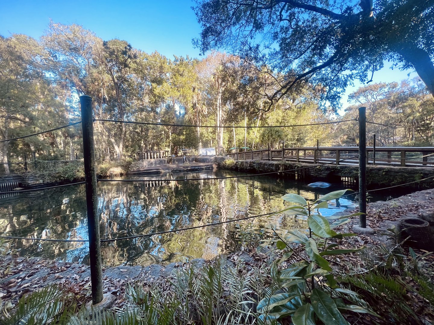 Nile Hippopotamus Exhibit
