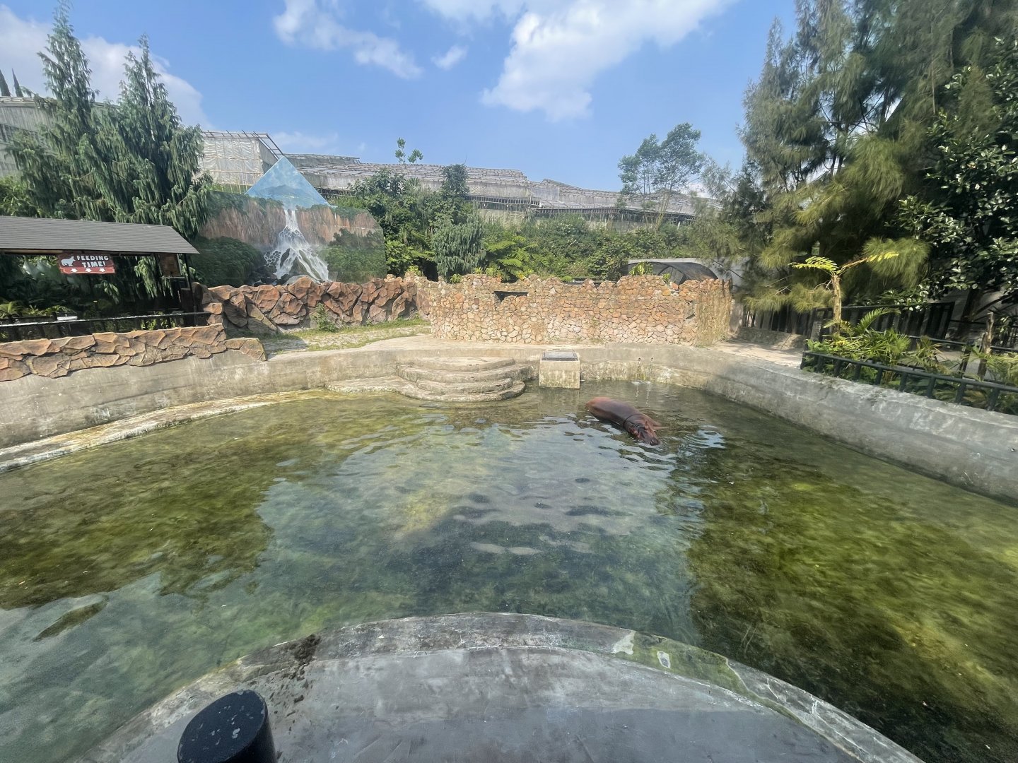 nile hippopotamus exhibit