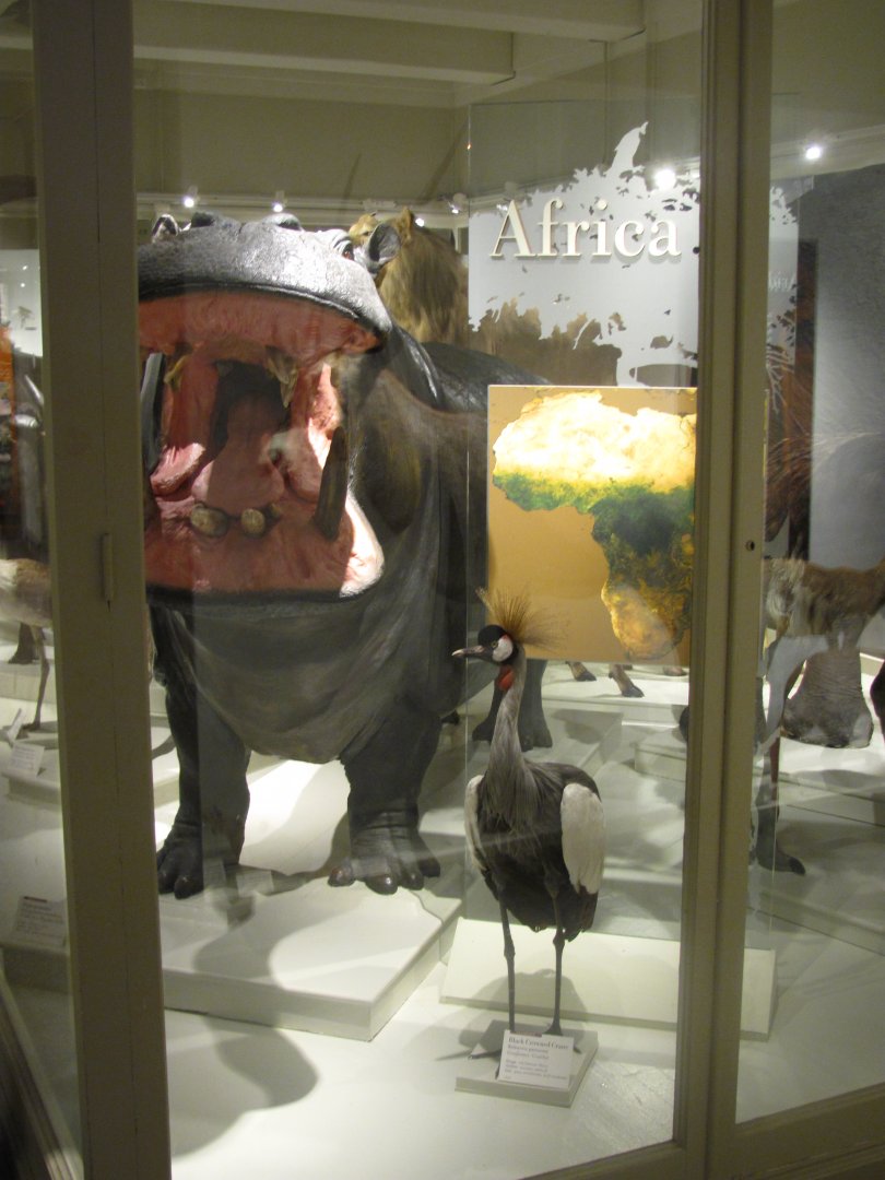 Nile Hippopotamus & Grey Crowned Crane