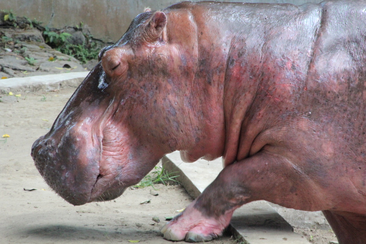 Nile hippopotamus (Hippopotamus amphibius amphibius)