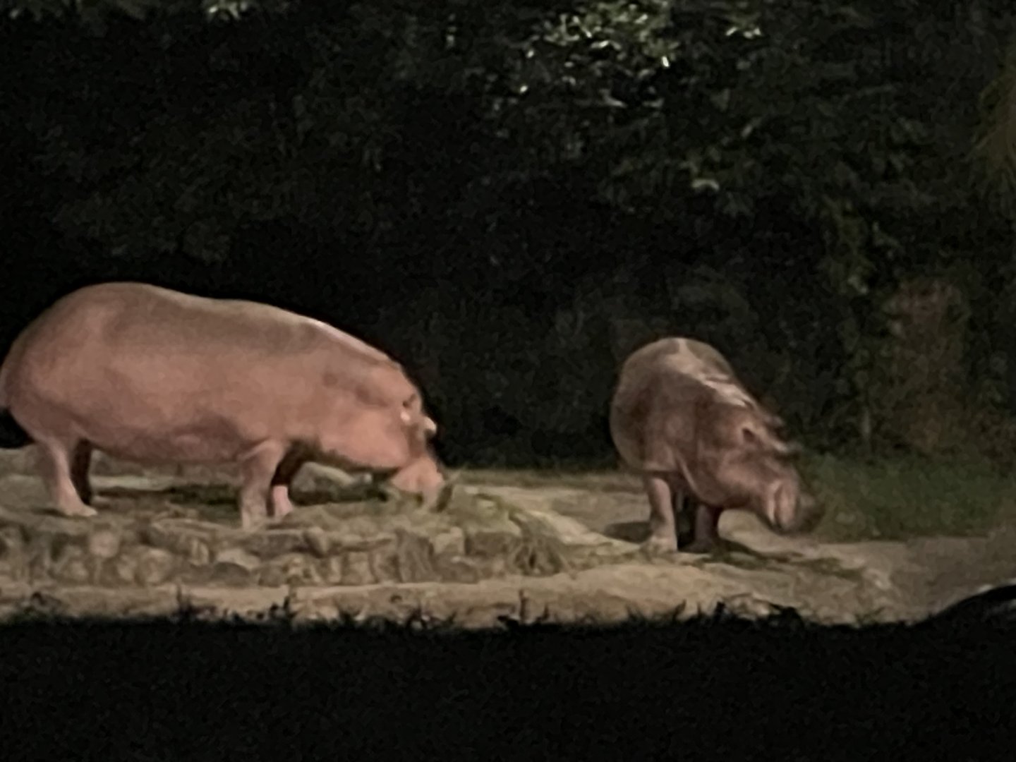 Nile Hippopotamus (Hippopotamus amphibius)
