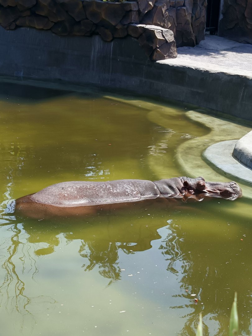Nile Hippopotamus (Hippopotamus amphibius)